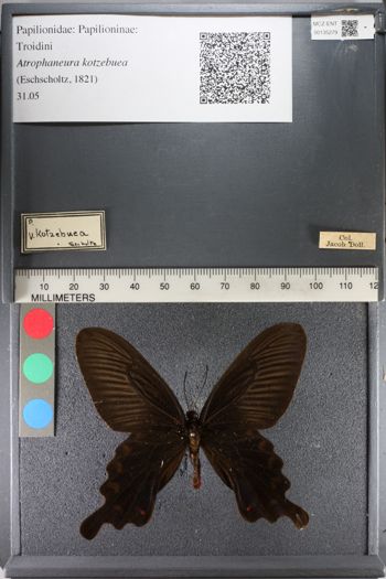 Media type: image;   Entomology 135279